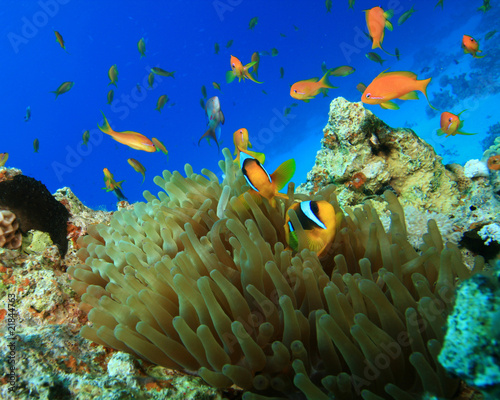Red Sea Anemonefishes and Lyretail Anthias