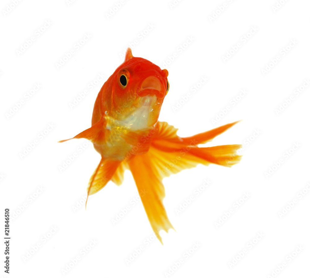 Fototapeta premium gold fish isolated on white