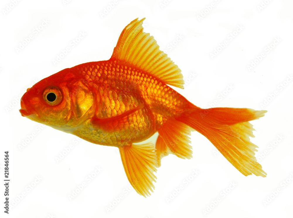 gold fish isolated on white gold fish isolated on white