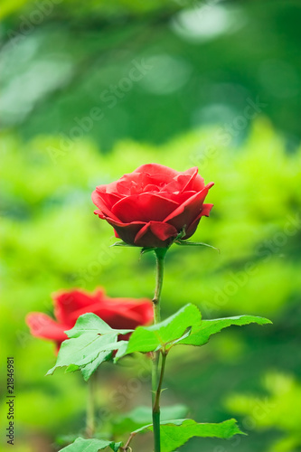 red valentine roses.
