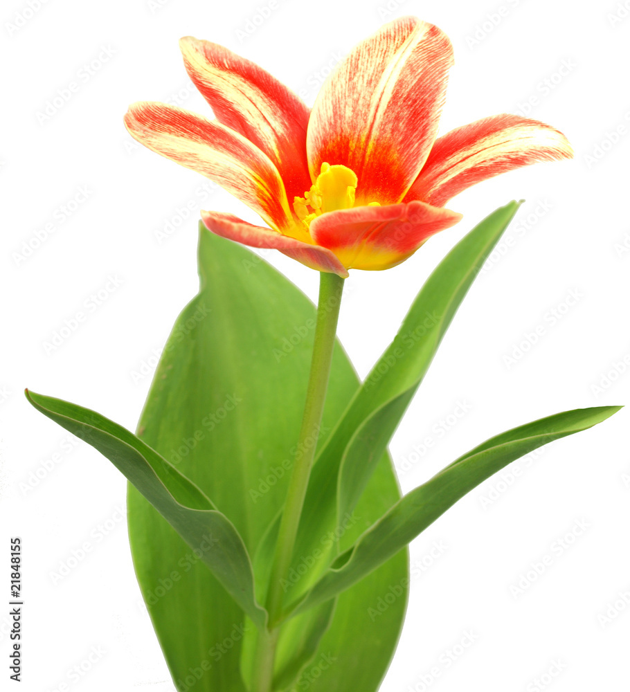 Fototapeta premium Tulip isolated on a white
