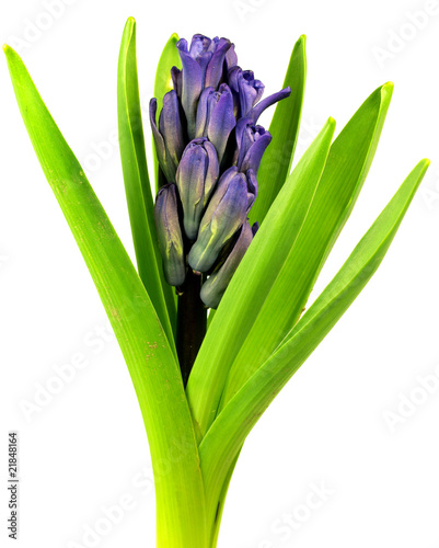 Spring purple flower on white background photo