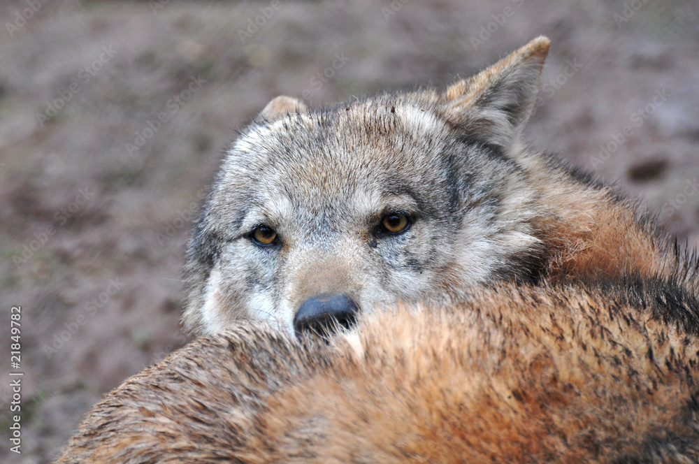 ruhender Wolf ruhender Wolf