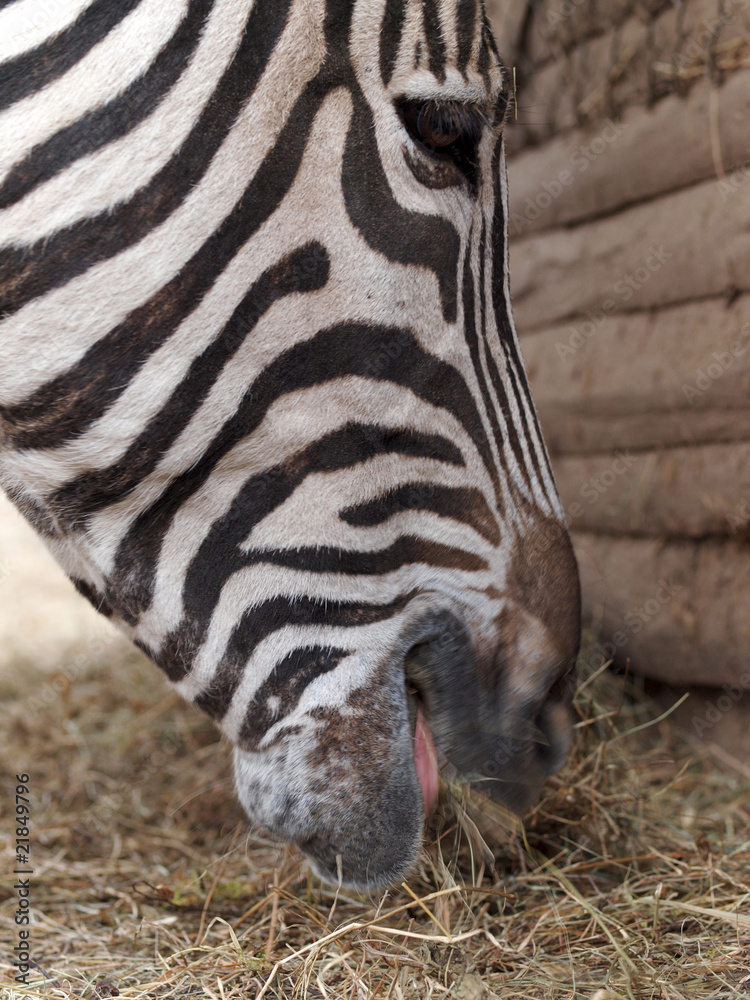 Fototapeta premium Zebra frisst Heu