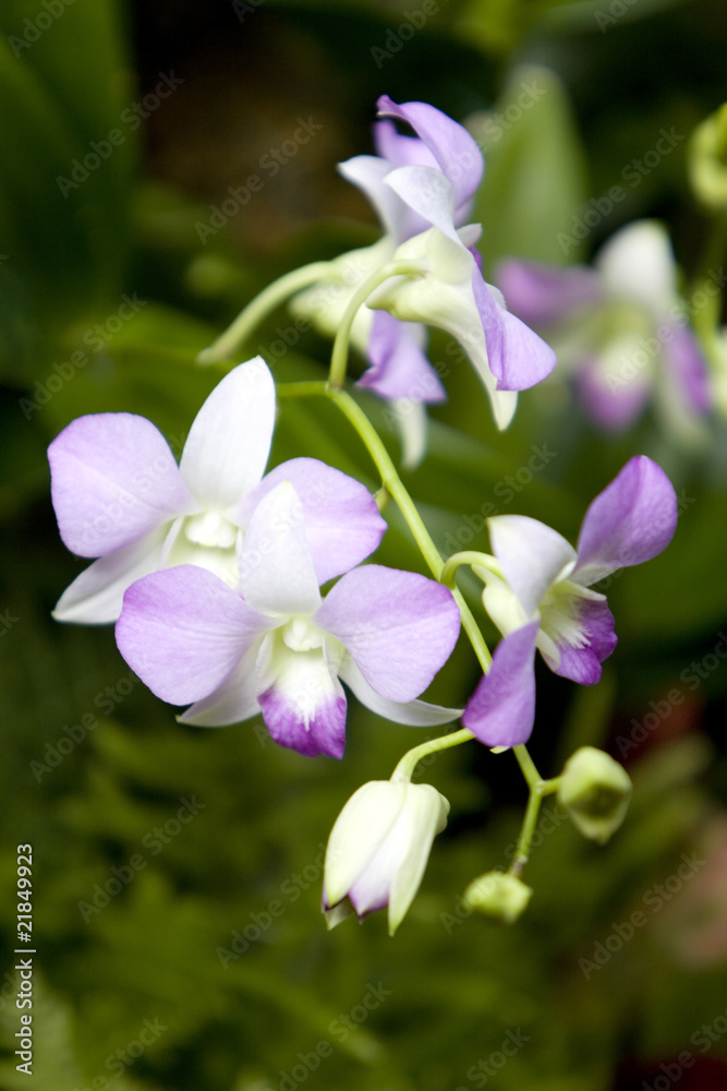 Orchid