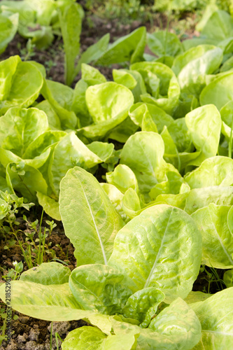 Closeup of lettuce salad growing in the garden