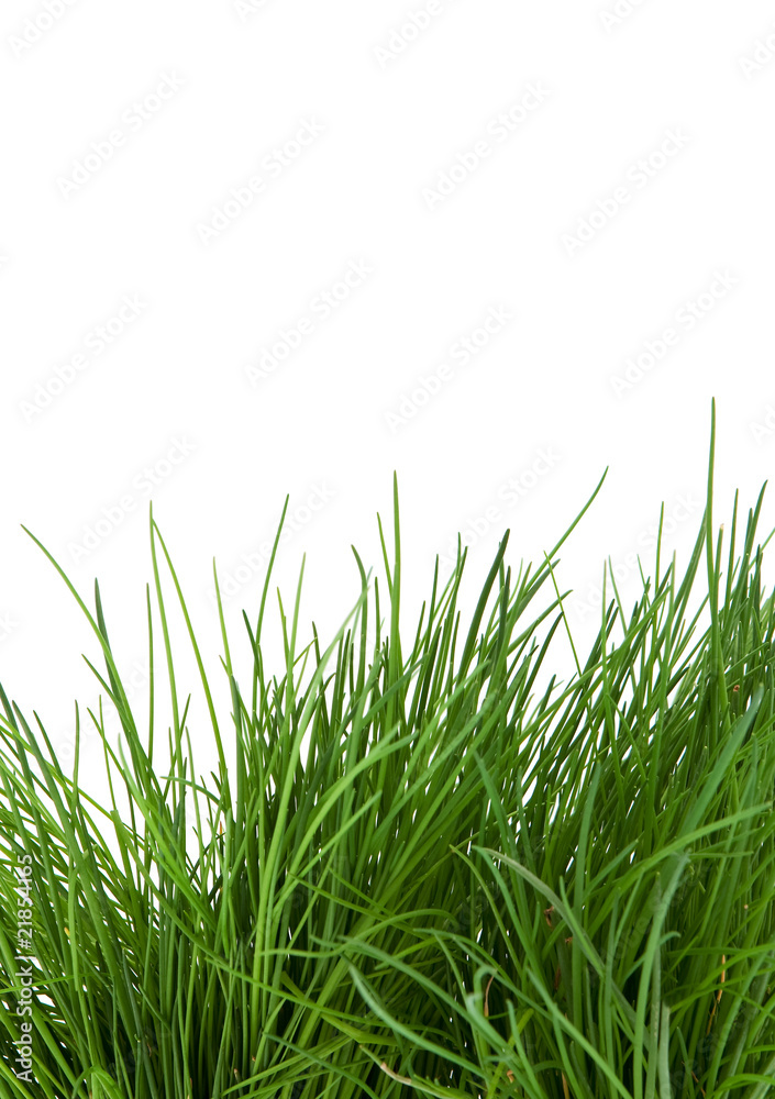 hohes Gras vor weissem Hintergrund hohes Gras vor weissem Hintergrund