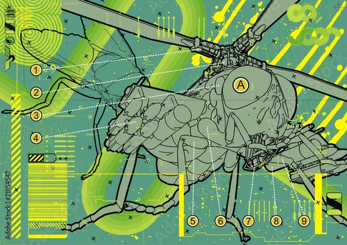 Attack Fly Technical Illustration.