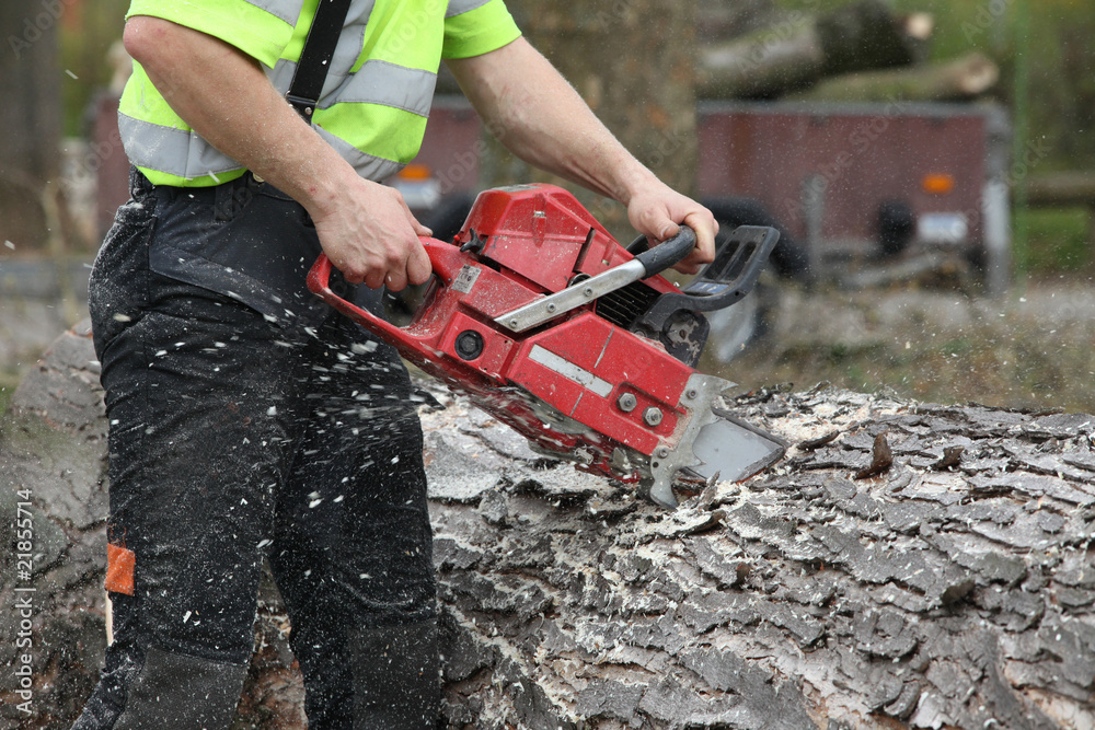 arbeiter beim sägen zersägen von einem baum