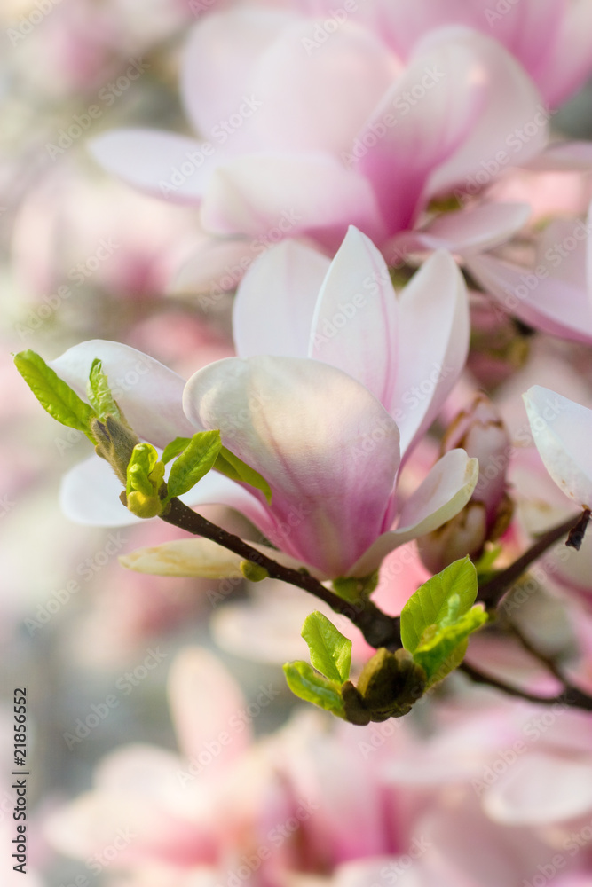 Obraz premium Magnolienblüte