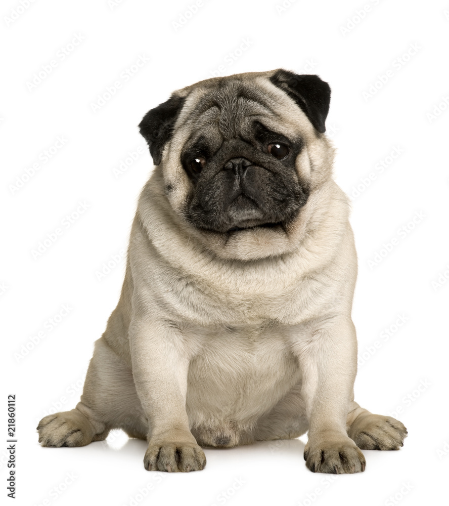 Front view of Pug, sitting in front of white background