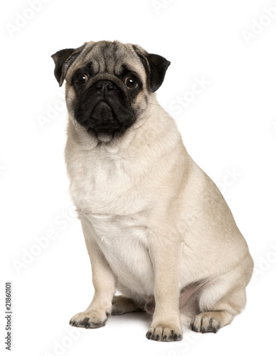 Front view of Young Pug  sitting in front of white background