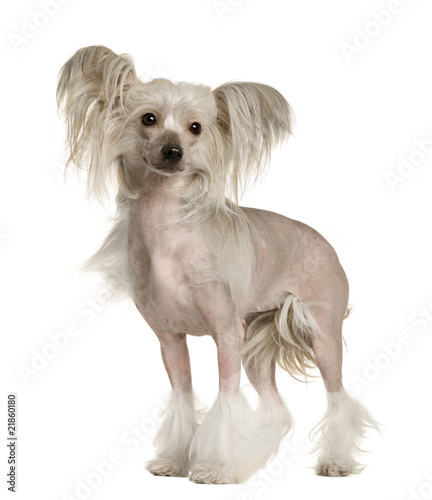 Chinese Crested Dog, standing in front of white background