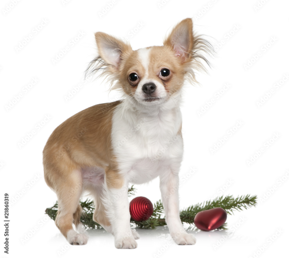 Side view of Chihuahua, standing with Christmas decorations