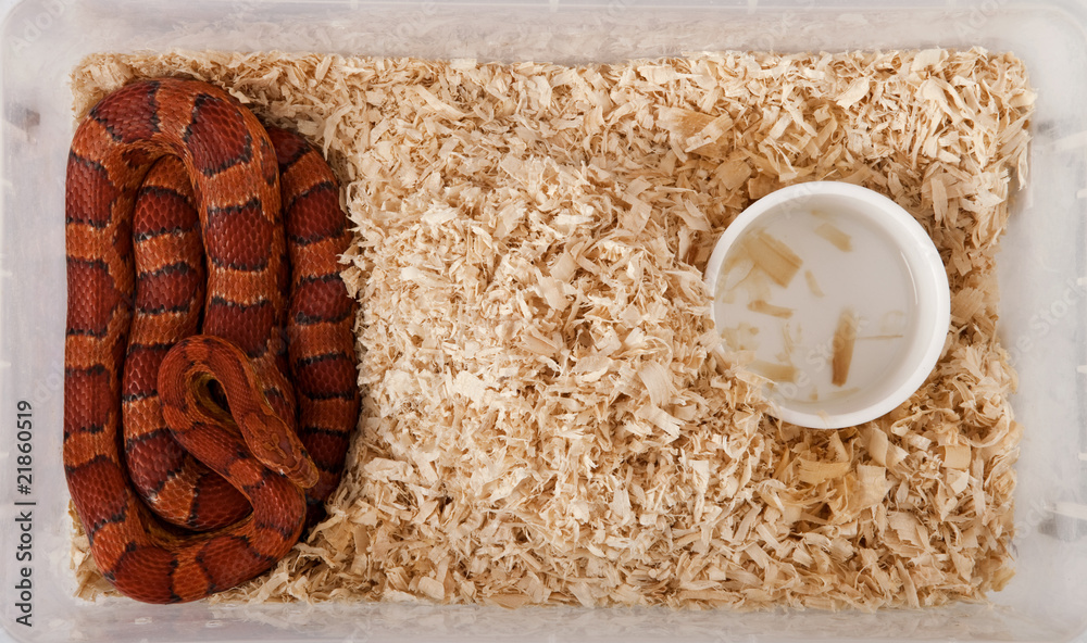Naklejka premium High angle view of corn snake or red rat snake, in a container