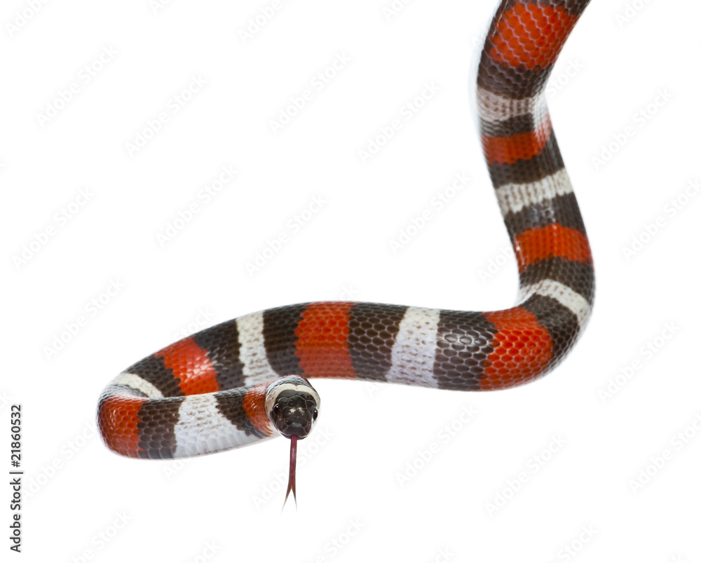 Obraz premium Front view of Pueblan milk snake or Campbell's milk snake