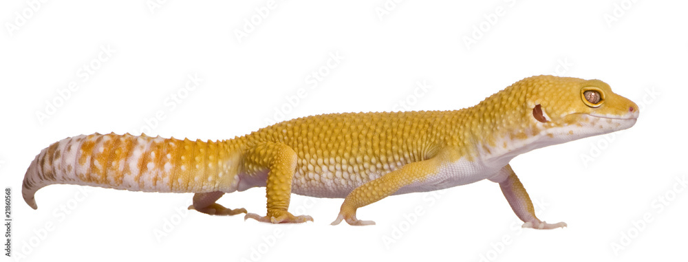 Obraz premium Profile of Sunglow Leopard gecko, walking