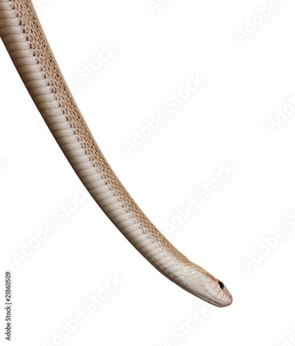 Snake in front of white background, studio shot