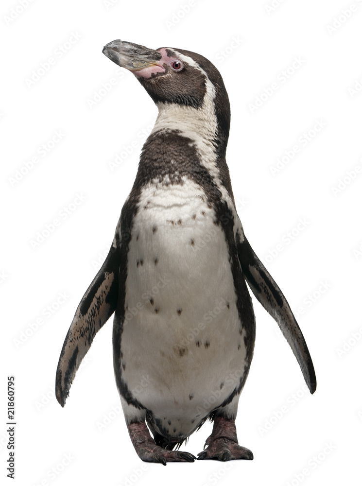 Naklejka premium Widok z przodu pingwina Humboldta stojącego