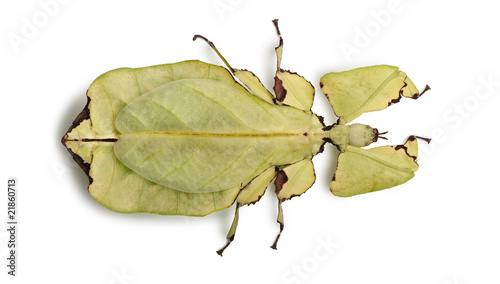 High angle view of Phyllium giganteum, leaf insect, standing photo