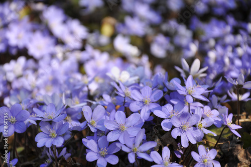 Leberblümchen