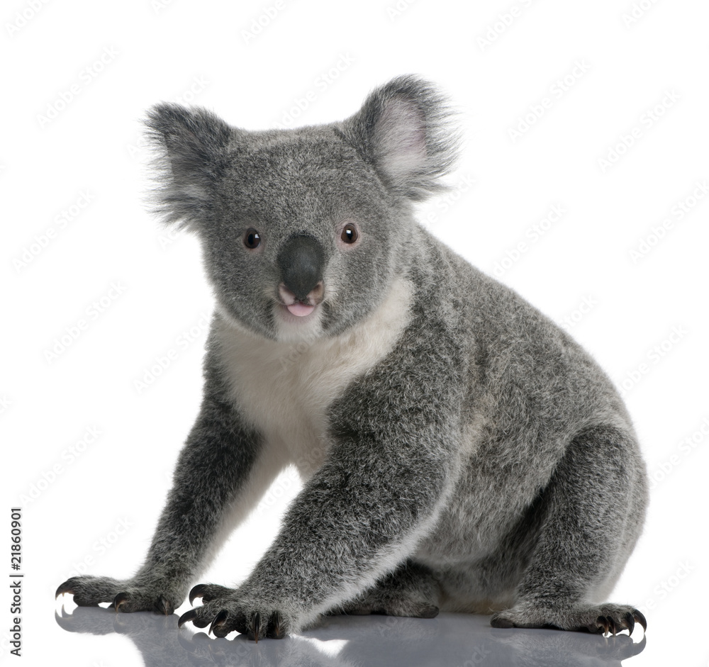 Naklejka premium Widok z boku młodego koala, 14 miesięcy, siedzący