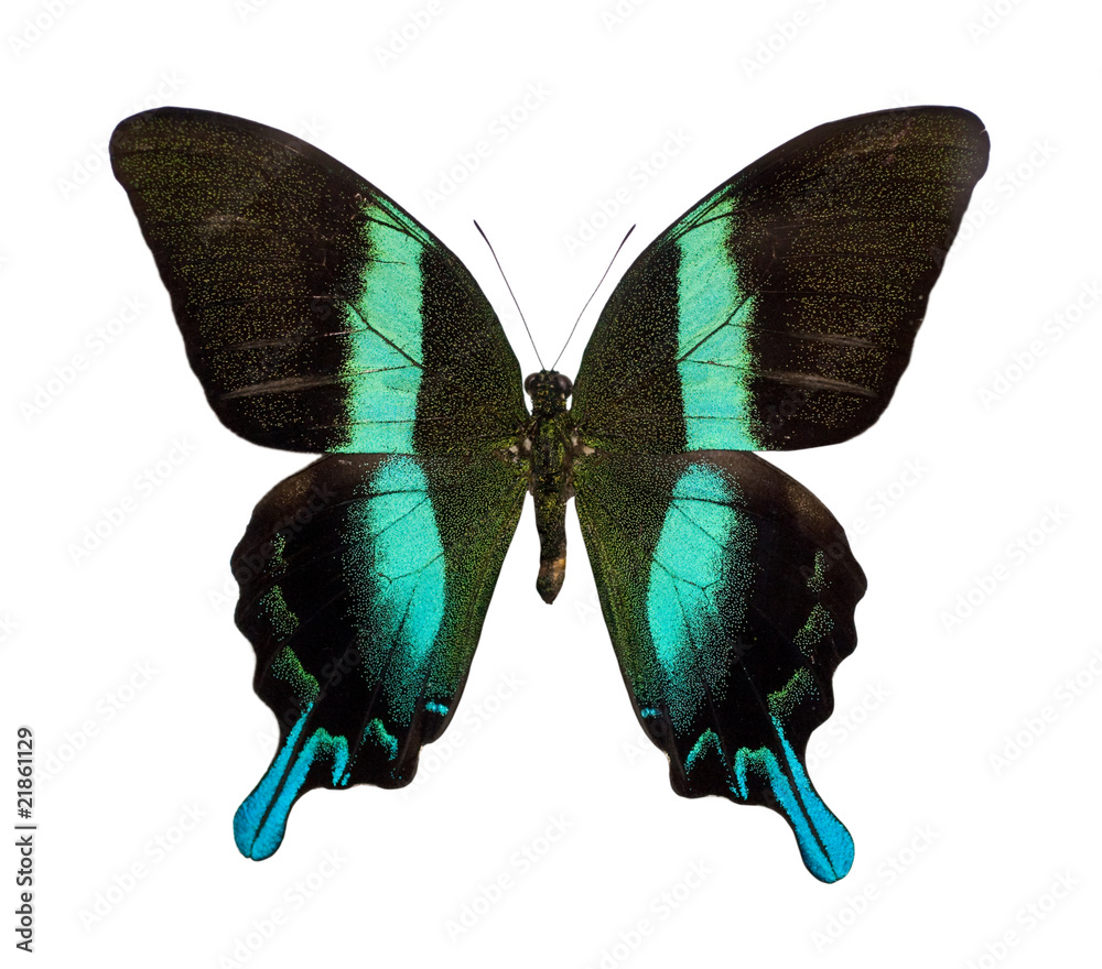 Fototapeta premium Papilio blumei