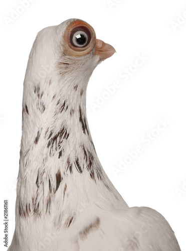 Close-up of Budapest Highflier pigeon against white background photo