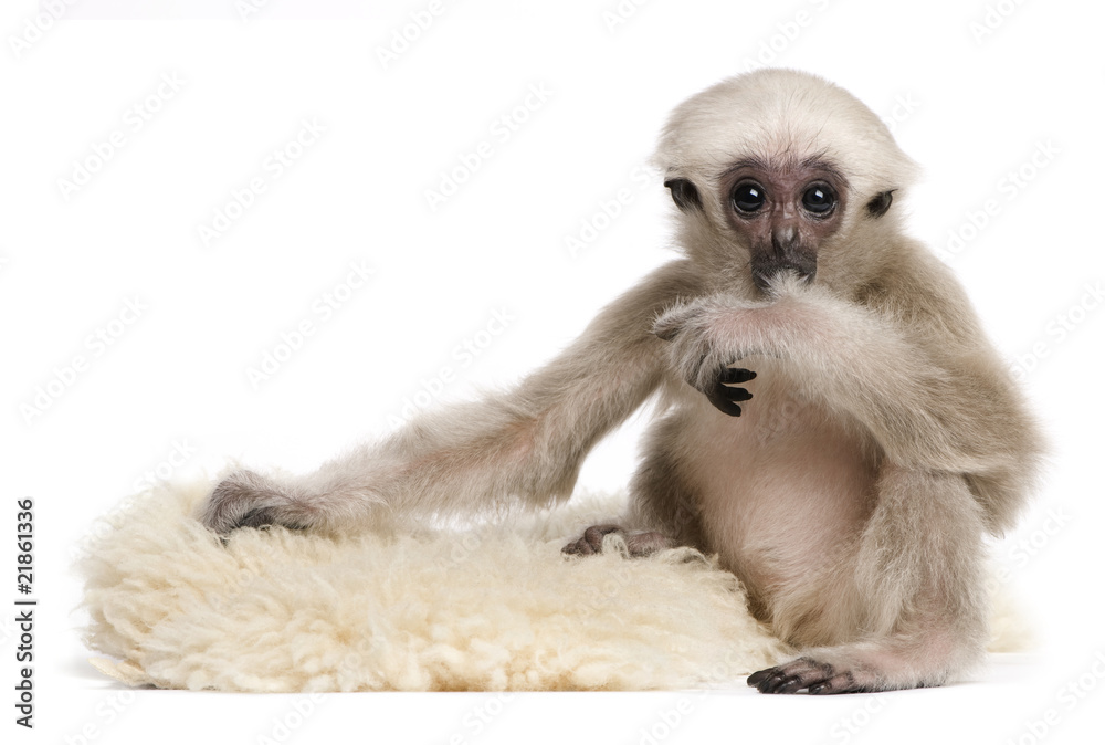 Naklejka premium Young Pileated Gibbon, 4 months old, sitting on rug