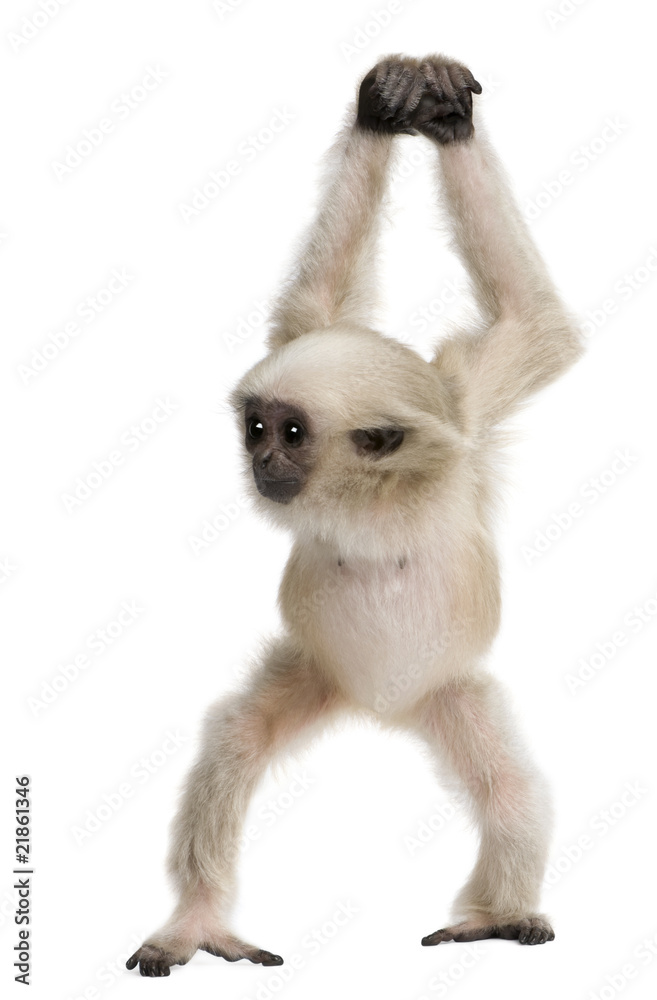 Naklejka premium Front view of Young Pileated Gibbon, 4 months old, walking