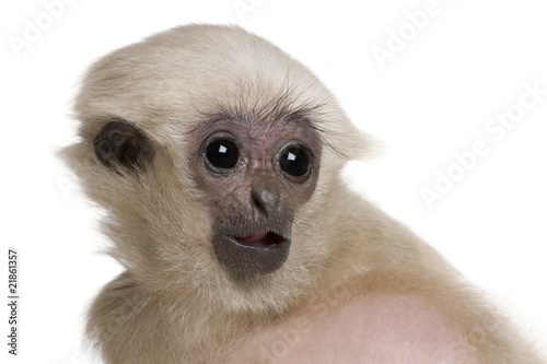 Close-up of Young Pileated Gibbon, 4 months old © Eric Isselée