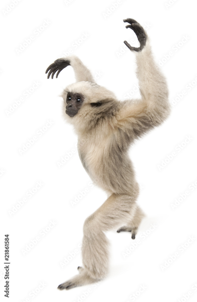 Fototapeta premium Side view of Young Pileated Gibbon, 1 year old, walking