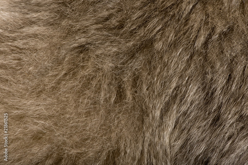Close-up of Young Pileated Gibbon's fur, 1 year old