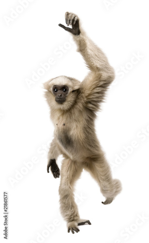Canvastavla Front view of Young Pileated Gibbon, 1 year old, walking