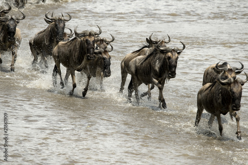 Wildebeest, crossing river Mara, Serengeti National Park