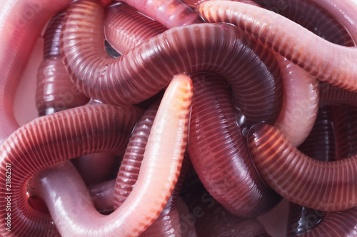 Obraz na płótnie Earthworms w salonie