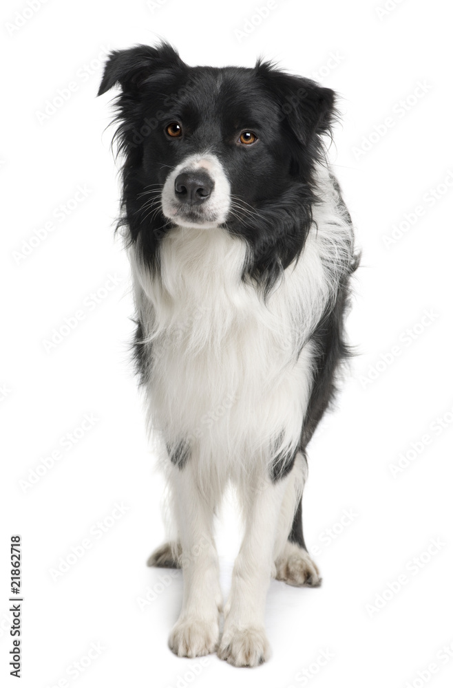 Front view of Border collie, standing against white background