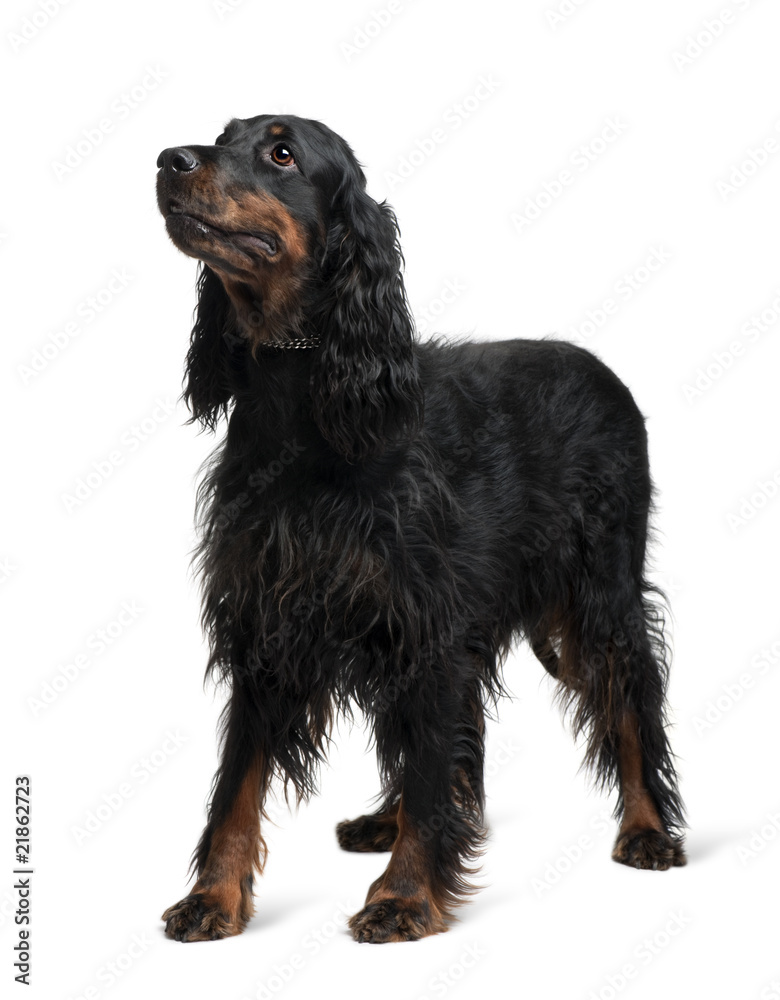 Gordon Setter, standing in front of white background Gordon Setter, standing in front of white background