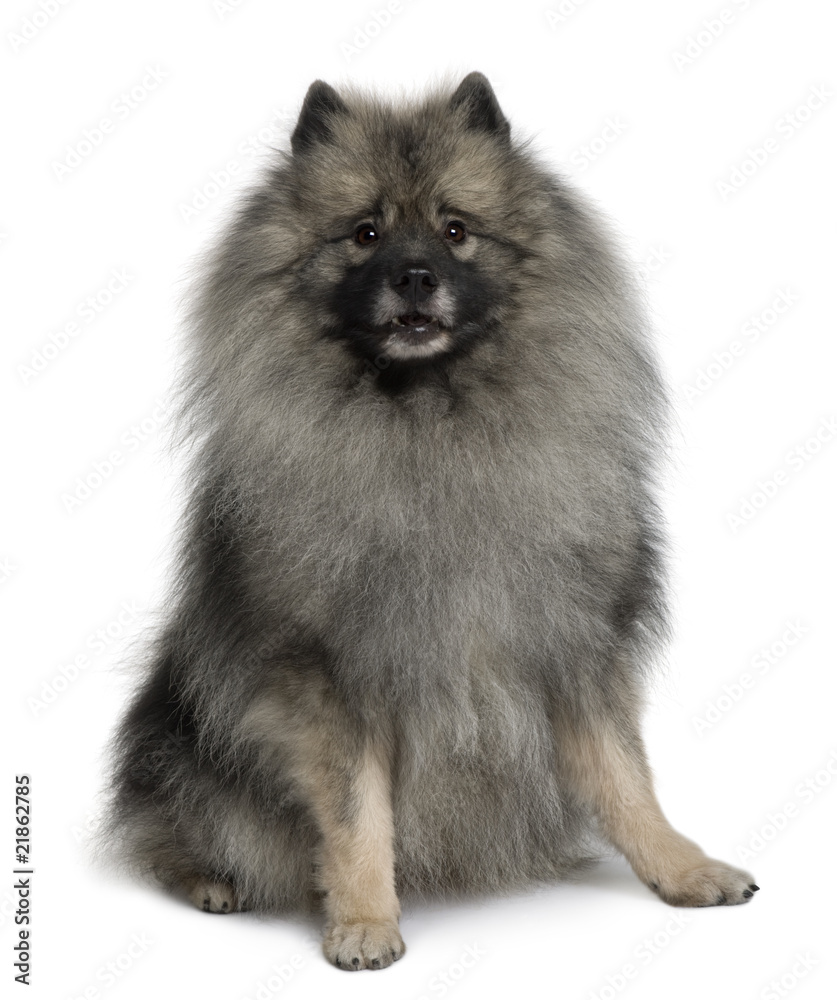 Front view of Keeshond dog sitting in front of white background Front view of Keeshond dog sitting in front of white background