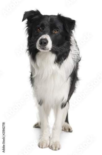 Front view of Border collie, standing against white background