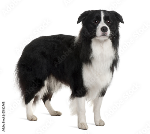 Bearded Collie, standing in front of white background