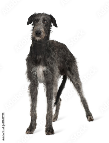 Front view of Irish Wolfhound, standing against white background