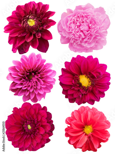 Flowers  peonies   dahlias