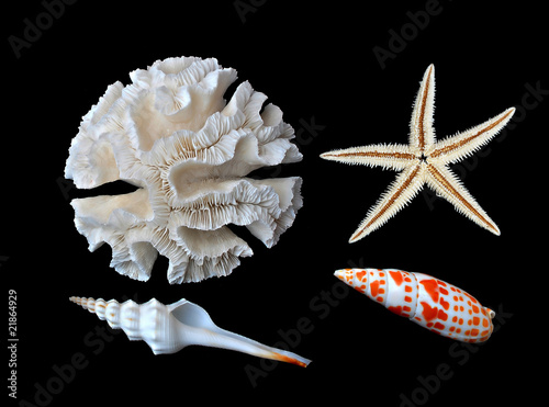 coral, starfish, and seashells