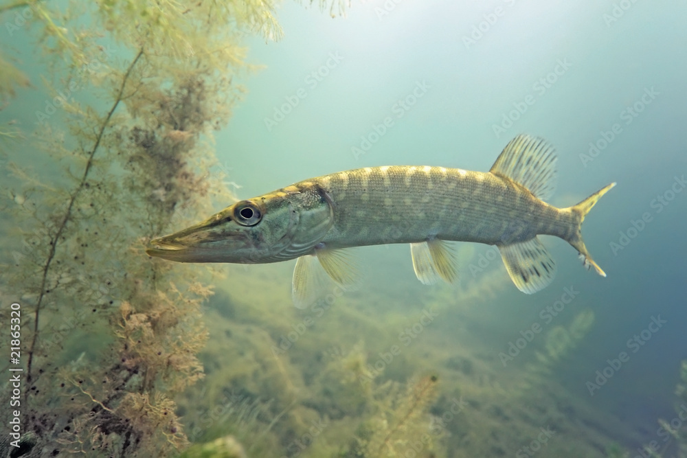 Pike in the lake