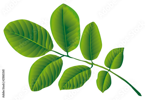 Walnut nut's leaf