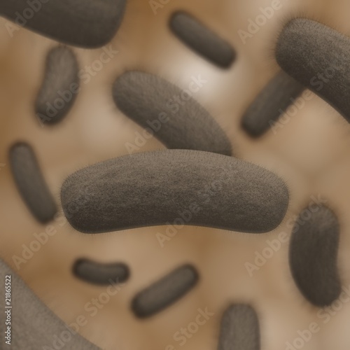 colony of bacteria