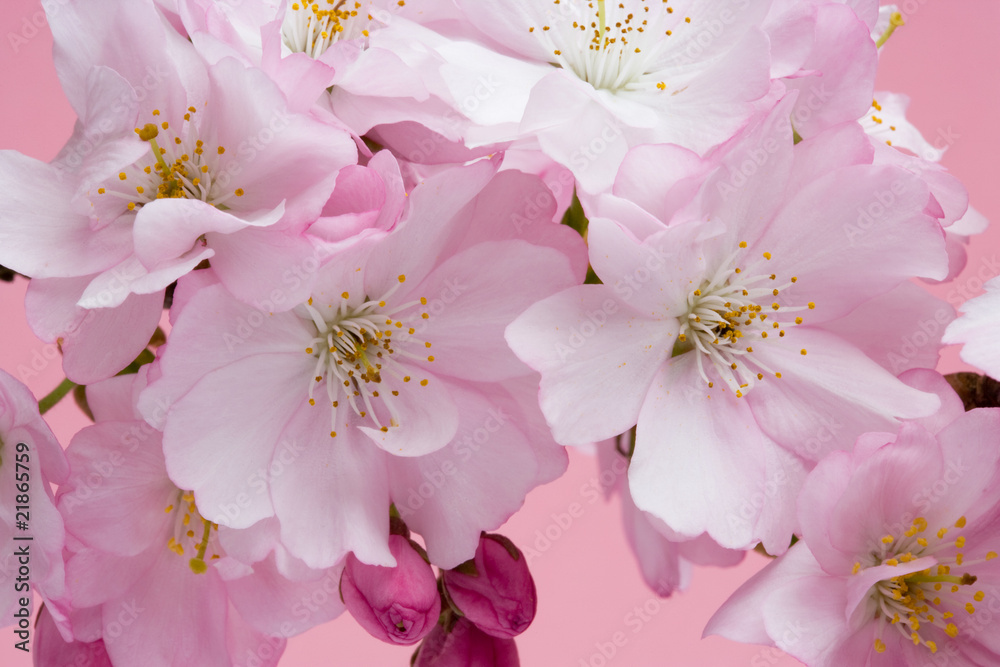 Cherry Blossom 2 Cherry Blossom 2