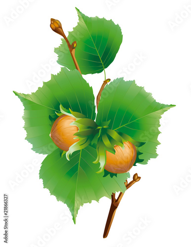 Hazelnut branch