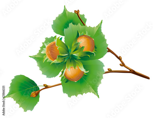 Hazelnut branch